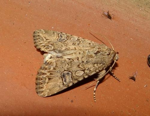 Réf. 141 273 : Anarta trifolii