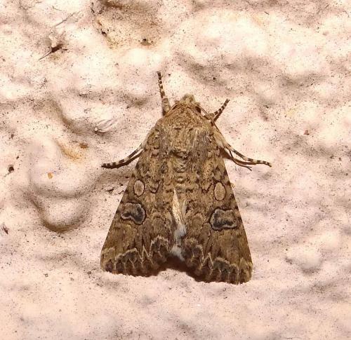 Réf. 141 274 : Anarta trifolii