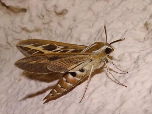 Réf. 141 061 : Hyles livornica