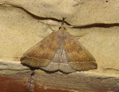 Pechipogo plumigeralis