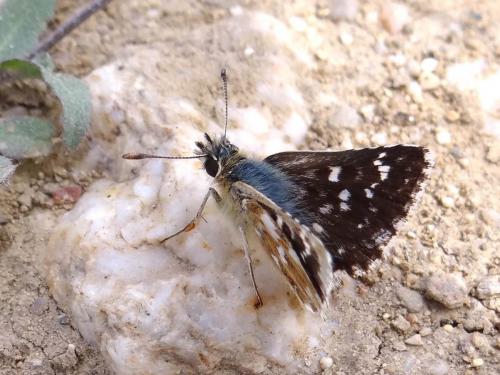 Spialia sertorius