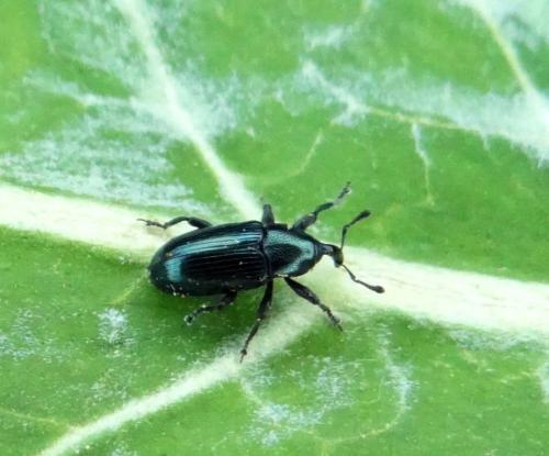 Aulacobaris coerulescens