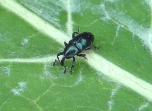 Aulacobaris coerulescens