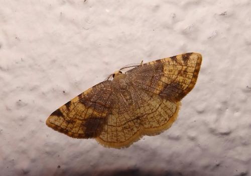 Stegania trimaculata