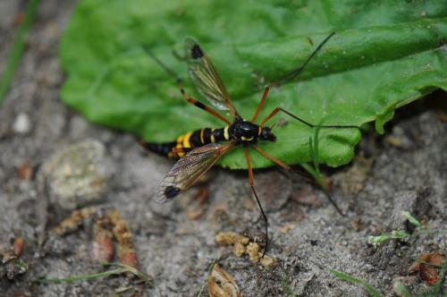 Ctenophora festiva