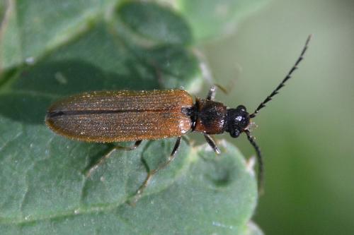 Réf. 141 170 : Denticollis linearis
