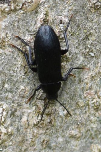 Réf. 141 862 : Melandrya caraboides