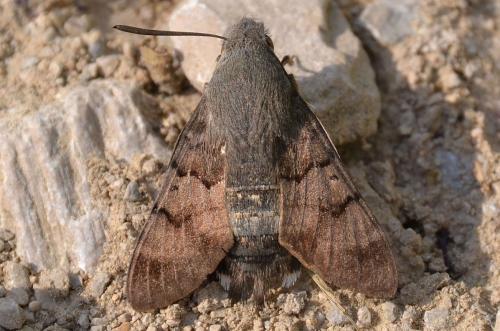 Macroglossum stellatarum