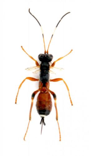 Agrothereutes abbreviatus