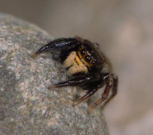 Réf. 141 779 : Euophrys herbigrada