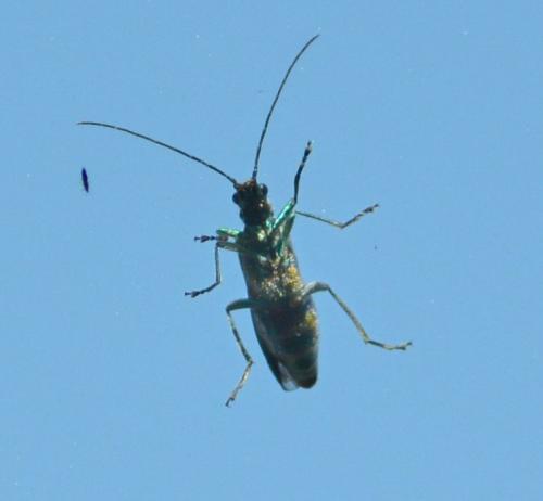 Oedemera sp.