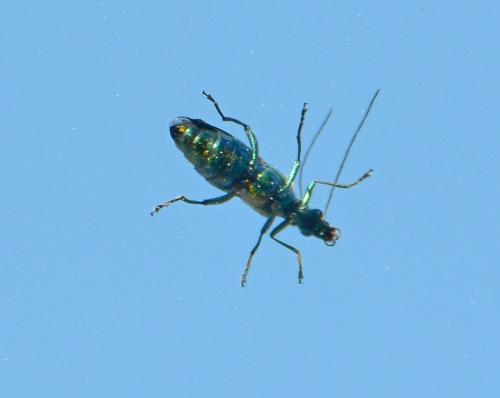 Oedemera sp.