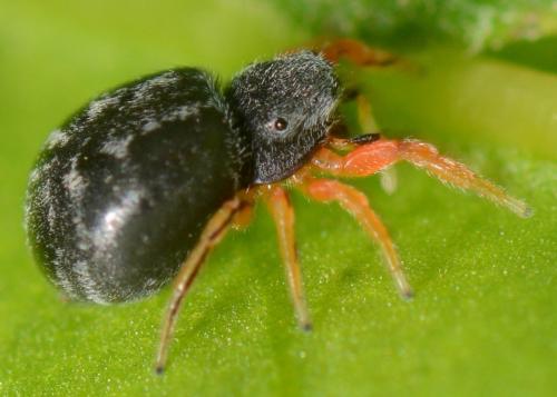 Réf. 141 783 : Ballus rufipes