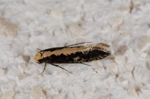 Monopis sp.
