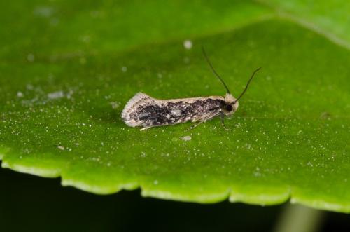 Monopis sp.