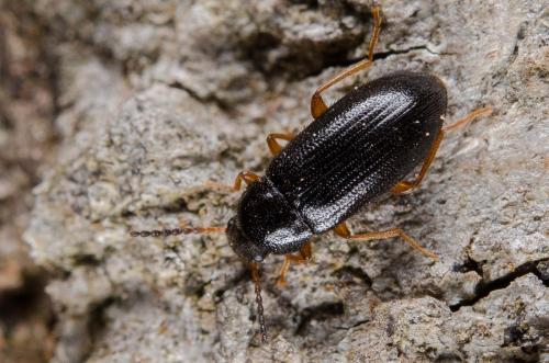Mycetochara maura