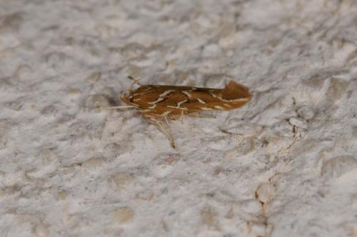 Pyroderces argyrogrammos