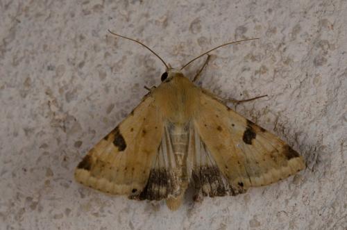 Réf. 141 745 : Heliothis peltigera