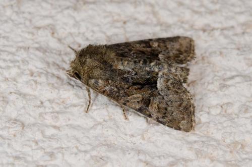 Réf. 141 948 : Oligia sp.
