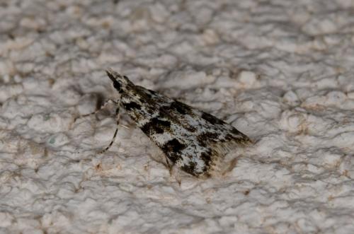 Eudonia delunella
