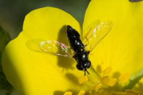 Réf. 141 744 : Paragus sp.