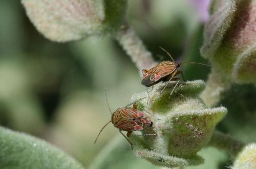 Pachyxyphus lineellus