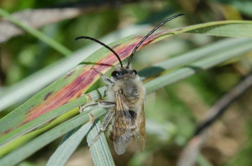 Eucera sp.
