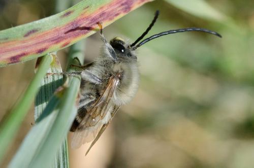 Eucera sp.