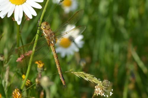 Aeshna isoceles