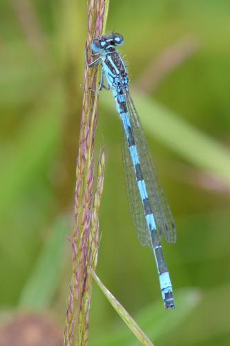 Réf. 141 934 : Coenagrion mercuriale