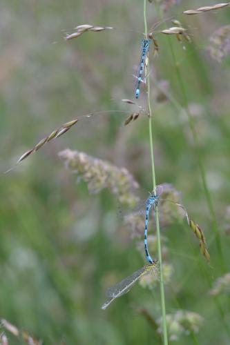 Coenagrion mercuriale