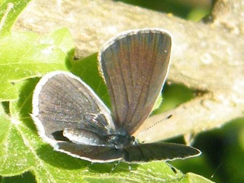Cupido sp.