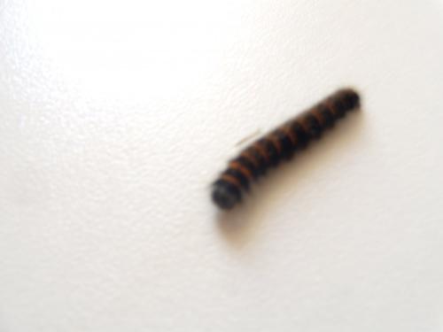 Macrothylacia rubi