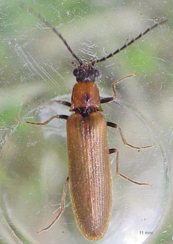 Denticollis linearis