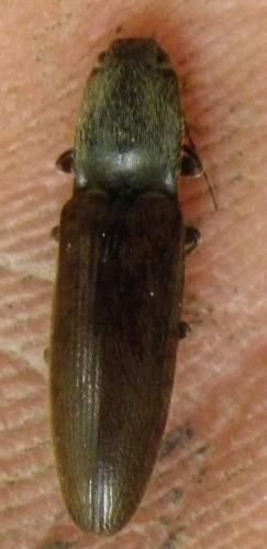 Réf. 141 437 : Athous haemorrhoidalis