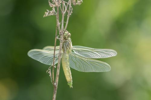 Orthetrum cancellatum