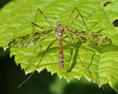 Epiphragma ocellare