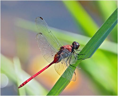 Réf. 141 706 : Erythemis haematogastra