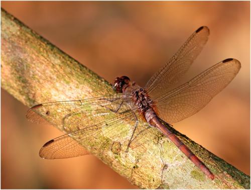Erythemis haematogastra