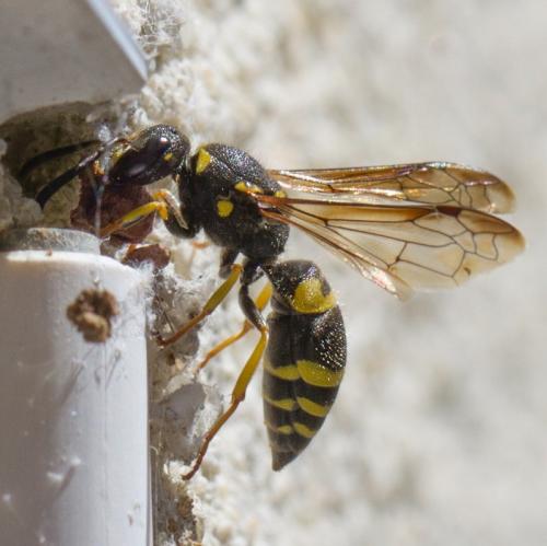 Ancistrocerus sp.
