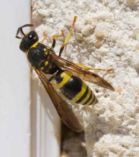 Ancistrocerus sp.