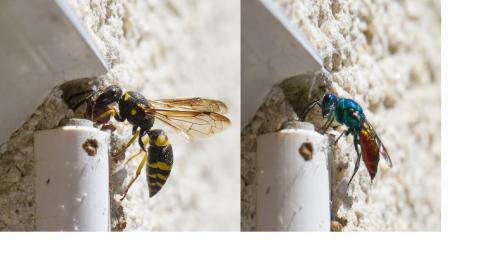 Ancistrocerus sp.