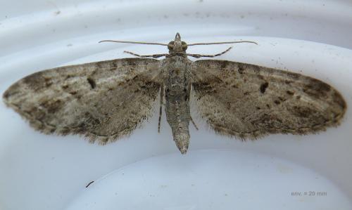 Réf. 141 381 : Eupithecia exiguata