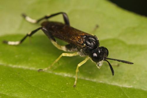 Macrophya montana
