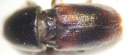 Réf. 141 253 : Scolytus sp.
