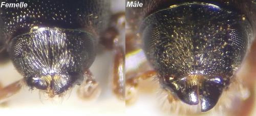 Réf. 141 254 : Scolytus sp.