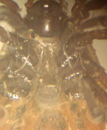 Ixodes ricinus