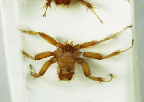 Penicillidia dufouri