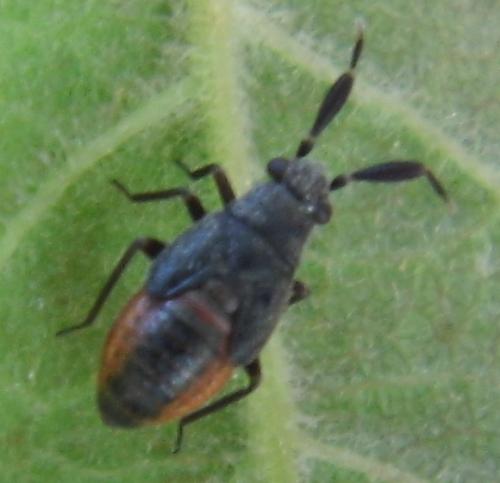 Réf. 141 300 : Heterocordylus tumidicornis