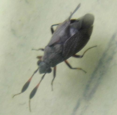 Heterocordylus tumidicornis